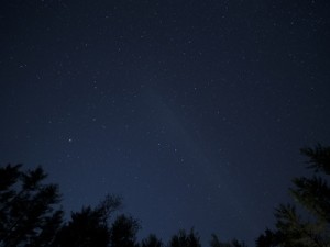 night-trees-stars